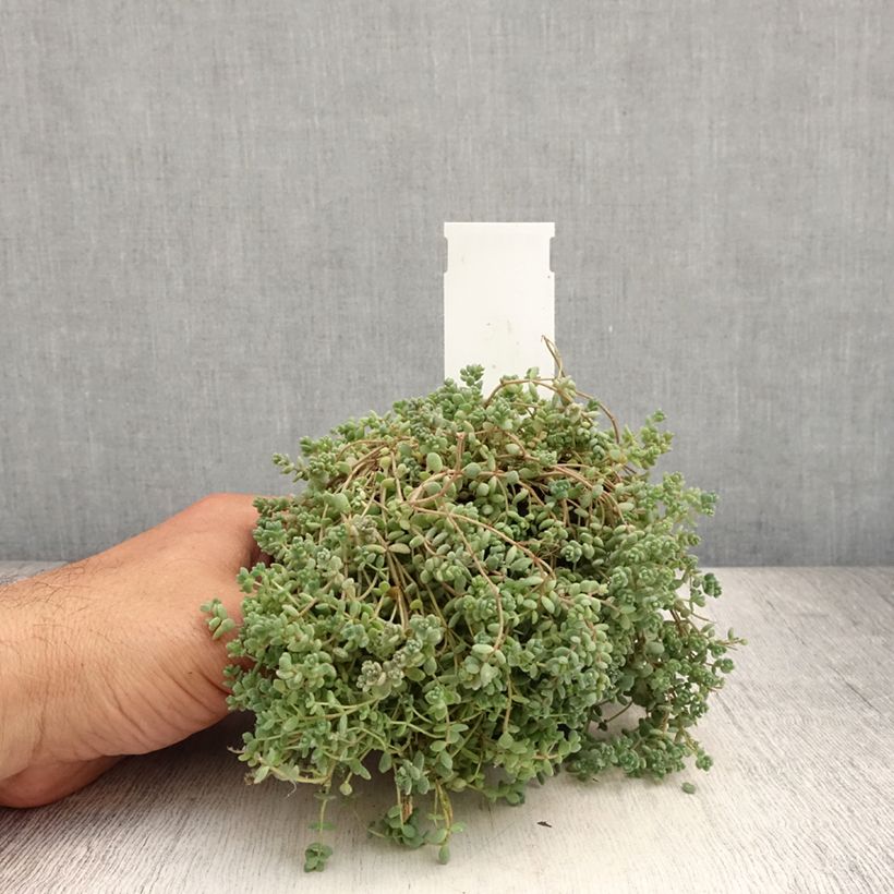 Spécimen de Sedum dasyphyllum - Orpin à feuilles épaisses Godet de 8/9 cm tel que livré en été