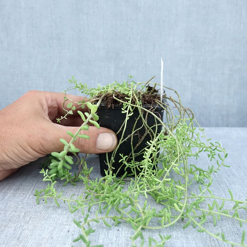 Spécimen de Sedum divergens - Orpin étalé ou divergent Godet de 8/9 cm tel que livré en été