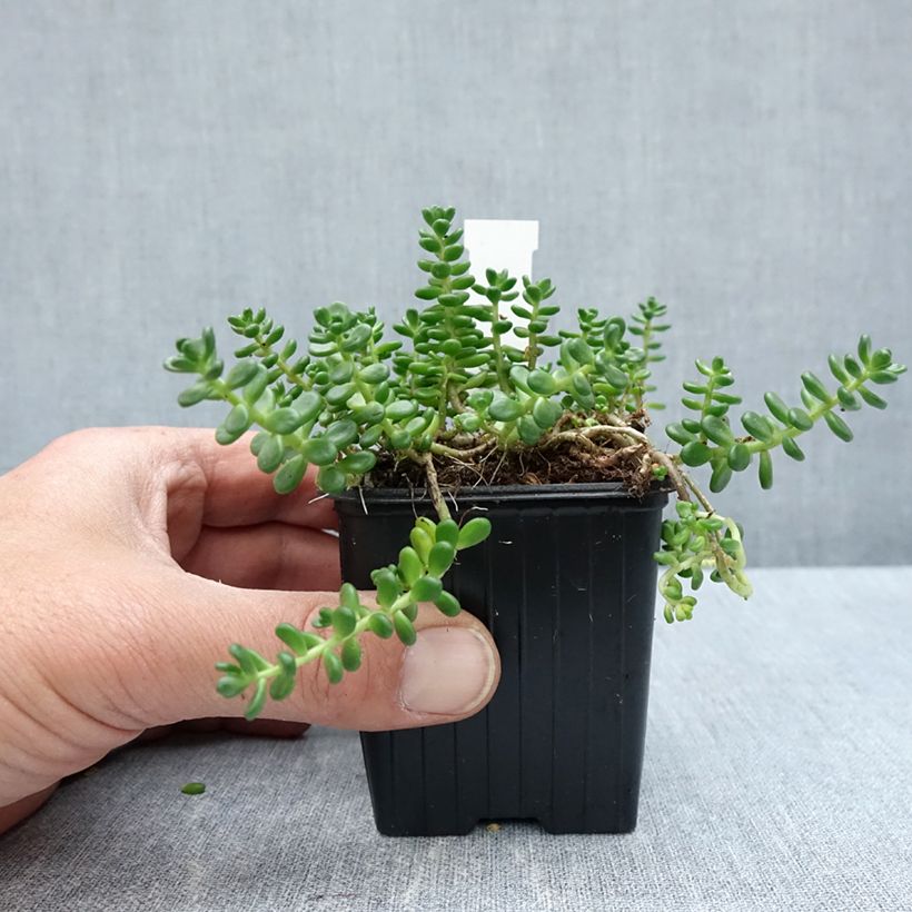 Spécimen de Sedum divergens - Orpin étalé ou divergent - Godet de 8/9 cm tel que livré au printemps
