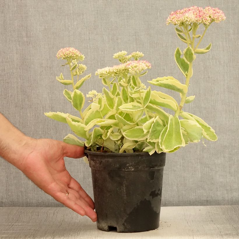 Spécimen de Sedum Frosted Fire - Orpin d'automne. - Pot de 2L/3L tel que livré en été