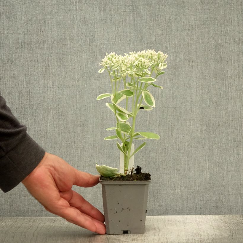Spécimen de Sedum Frosty Morn, Orpin Godet de 8/9 cm tel que livré en été