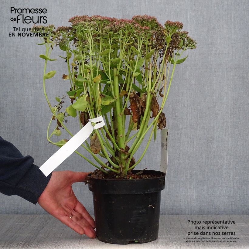 Spécimen de Sedum Herbstfreude ou Autumn Joy  Pot de 3L/4L tel que livré en automne