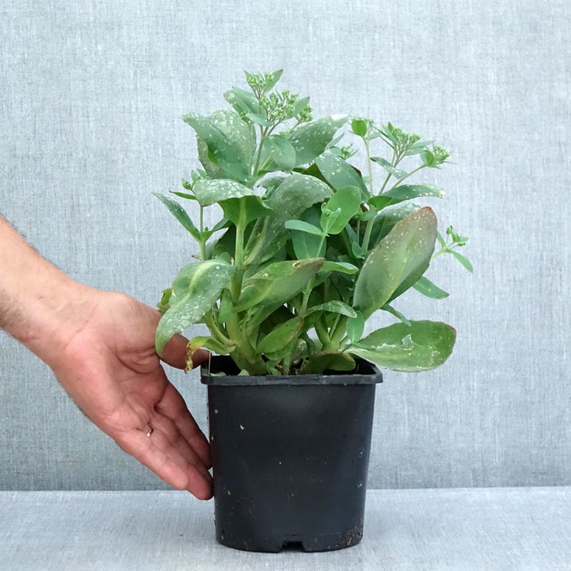 Spécimen de Sedum (Hylotelephium) Class Act - Orpin d'automne Pot de 1,5L/2L tel que livré en été