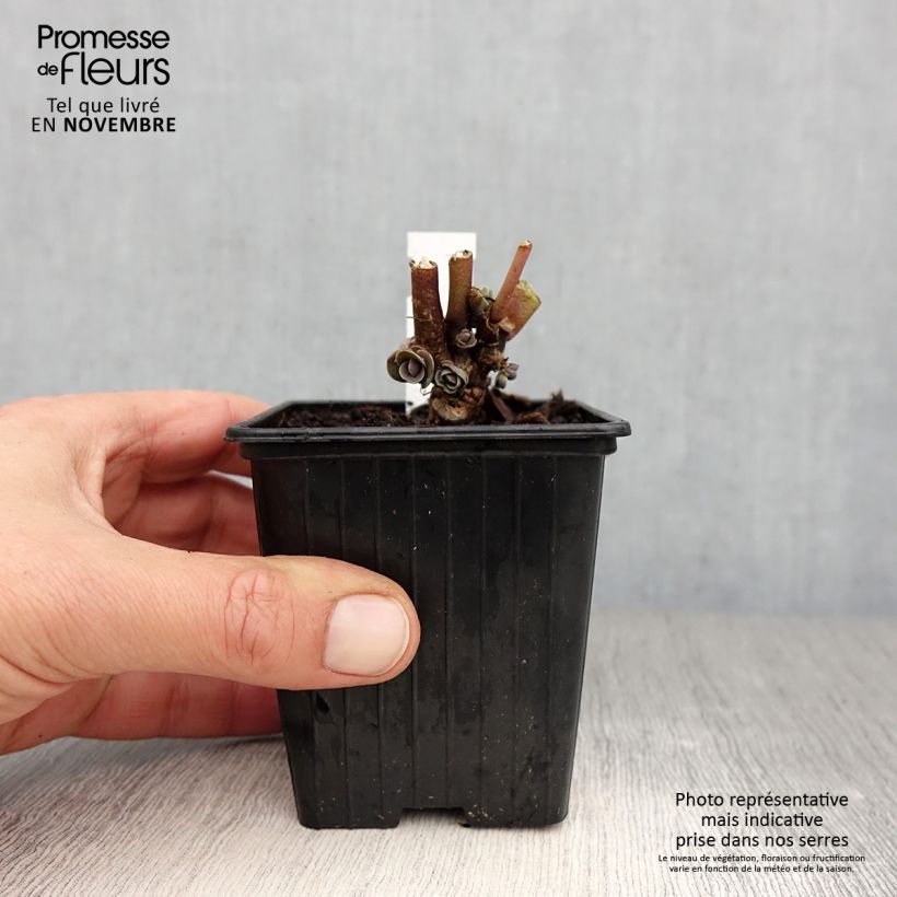 Spécimen de Sedum (Hylotelephium) Thunderhead - Orpin d'automne Godet de 8/9 cm tel que livré en automne
