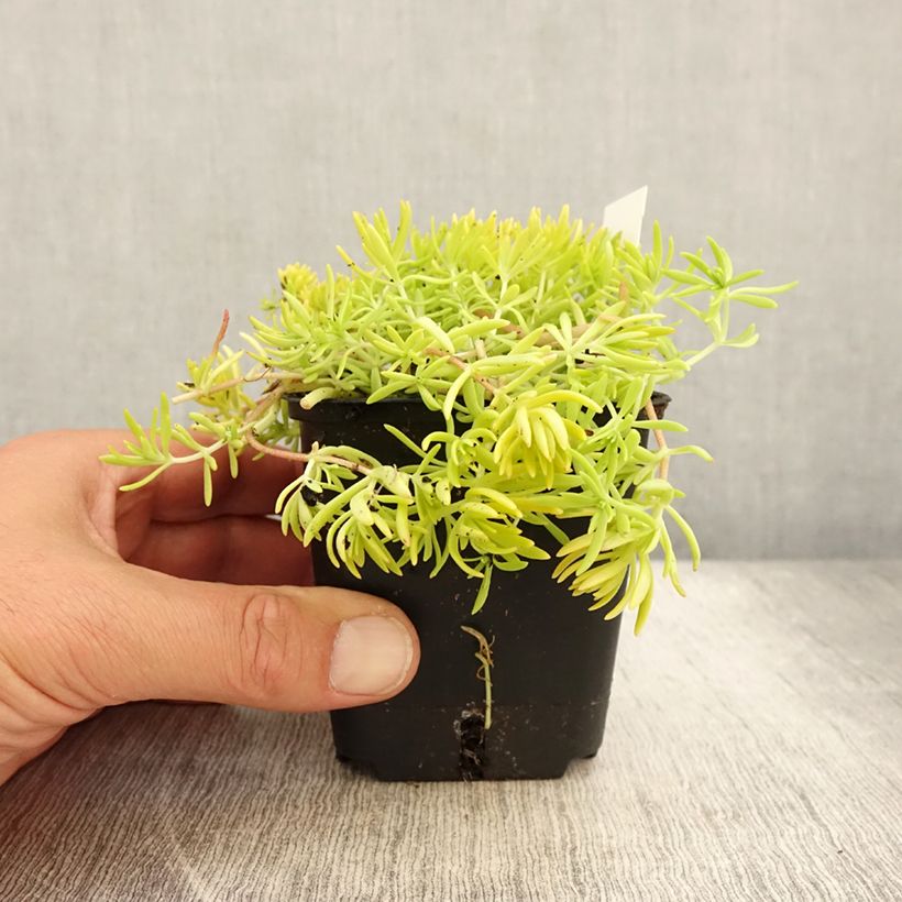 Spécimen de Sedum Lemon Ball - Orpin rampant Godet de 8/9 cm tel que livré en été