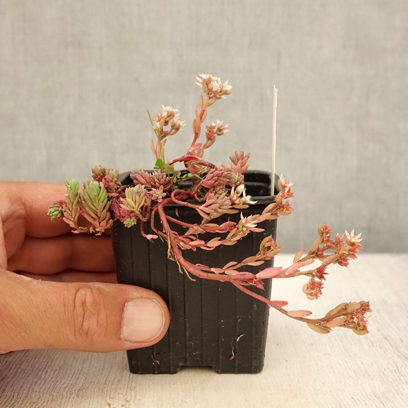 Spécimen de Sedum lydium Glaucum (Sedum hispanicum) - Orpin Godet de 8/9 cm tel que livré en été