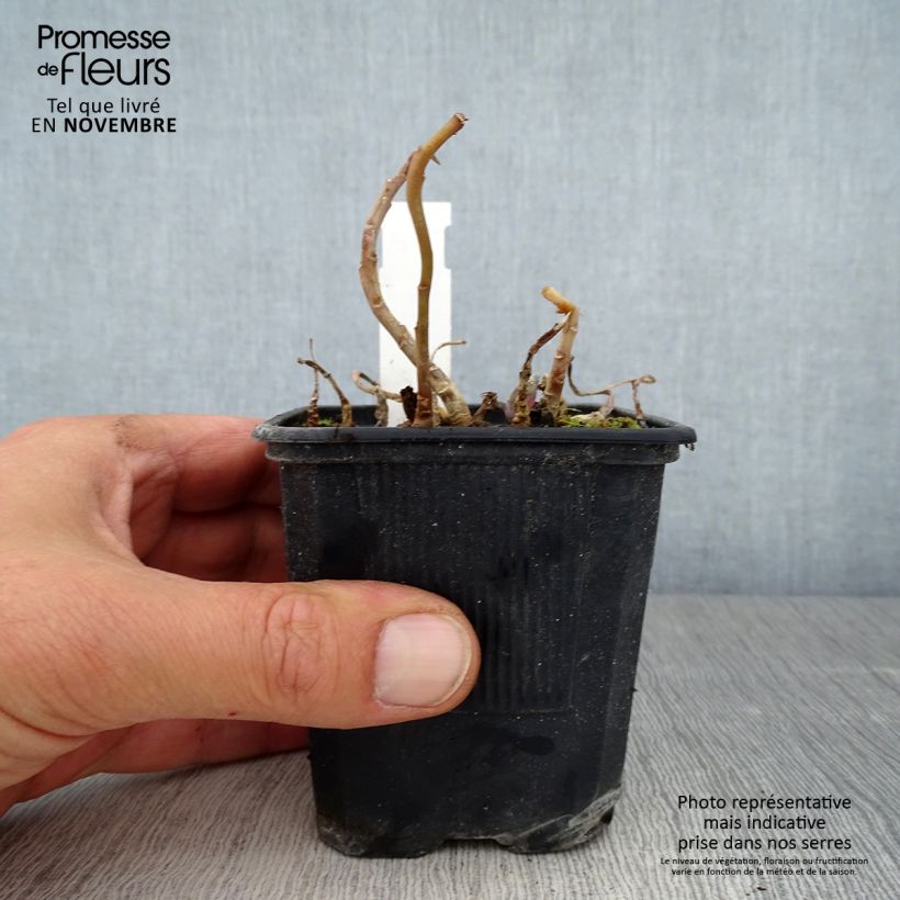 Spécimen de Sedum Marina - Orpin tel que livré en automne