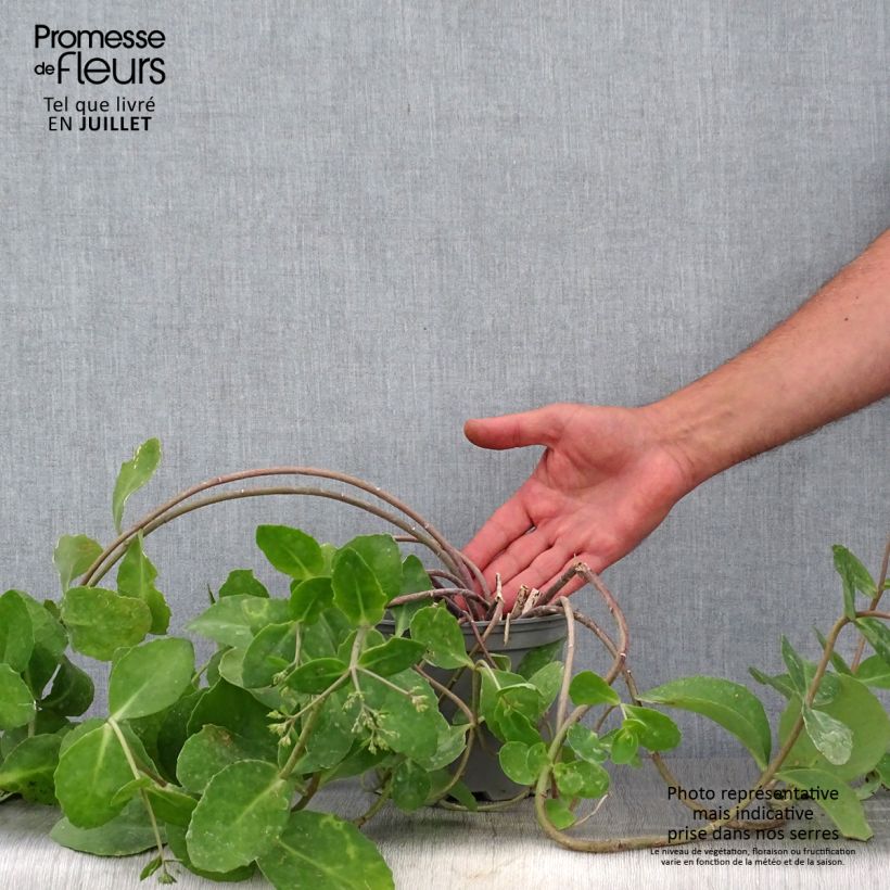 Spécimen de Sedum Marina - Orpin Pot de 2L/3L tel que livré en été