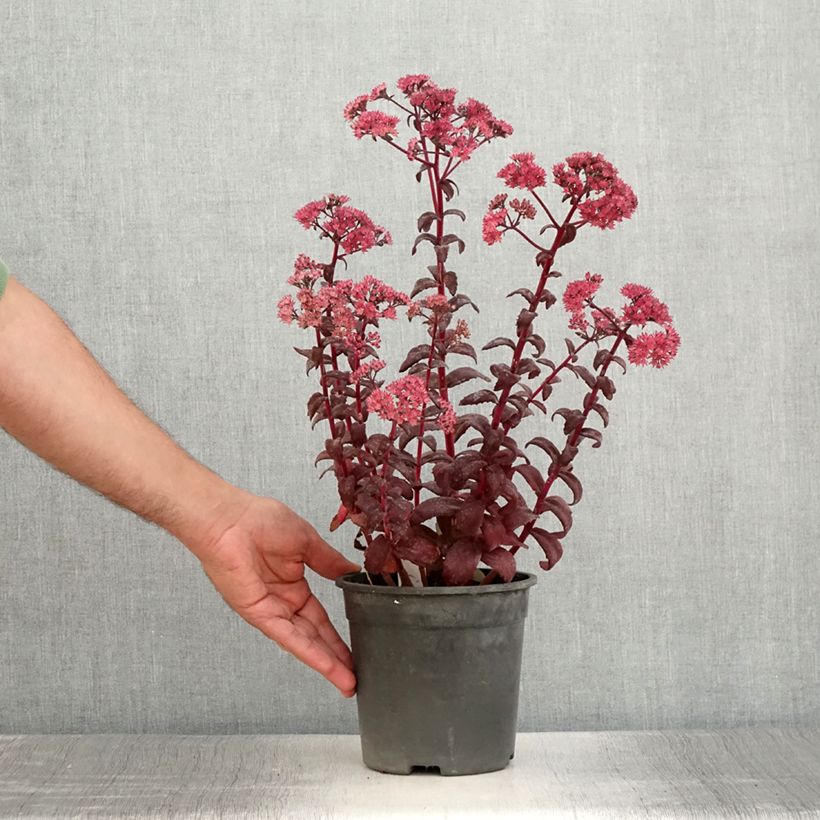 Spécimen de Sedum Mojave Jewels Diamond - Orpin d'automne  - Pot de 2L/3L tel que livré en été