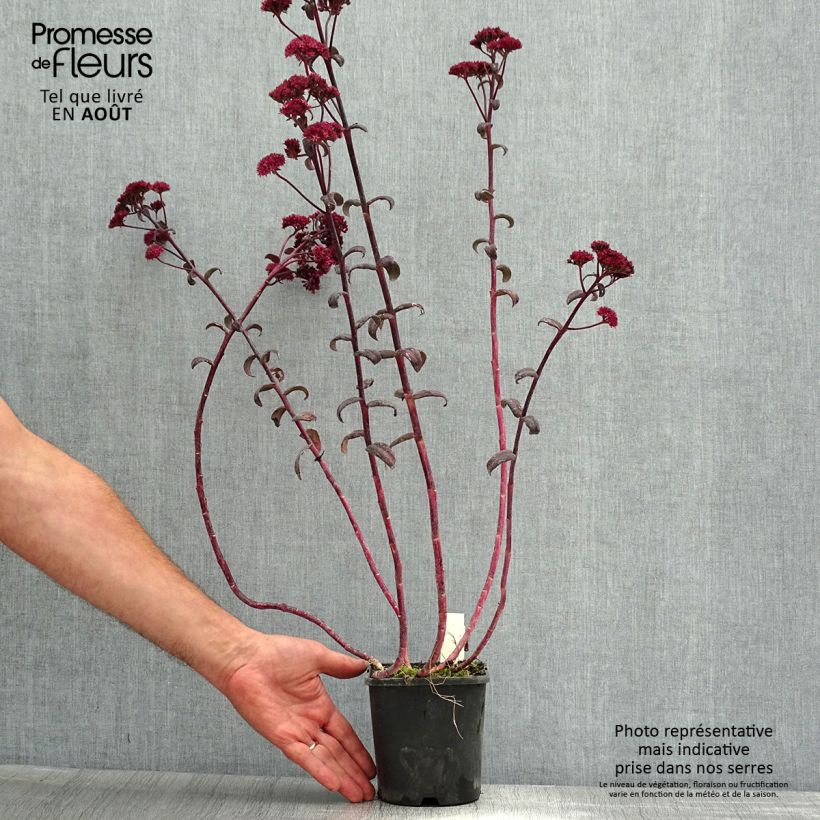 Spécimen de Sedum Purple Emperor - Orpin Pot de 1,5L/2L tel que livré en été