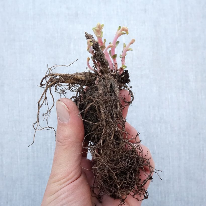 Spécimen de Sedum Red Cauli - Orpin - Racines nues tel que livré en hiver