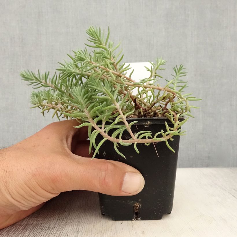Spécimen de Sedum reflexum Blue Spruce Godet de 8/9 cm tel que livré en été