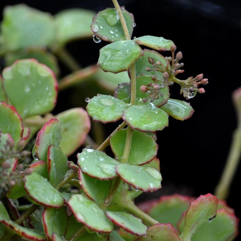 Sedum sieboldii - Orpin (Feuillage)