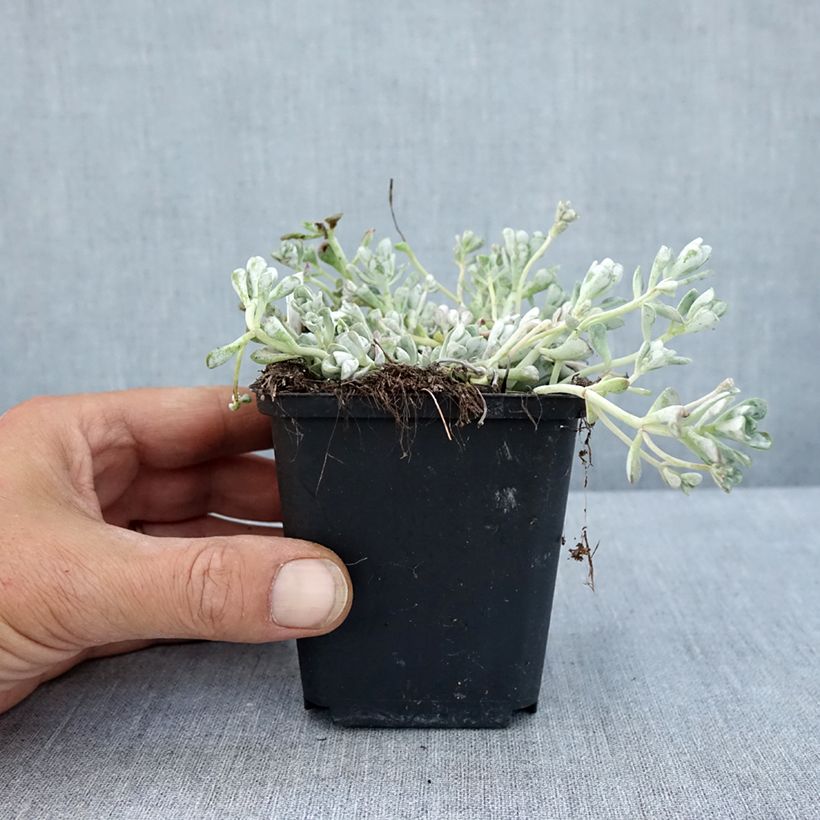 Spécimen de Sedum spathulifolium Cape Blanco - Orpin rampant Godet de 8/9 cm tel que livré en été
