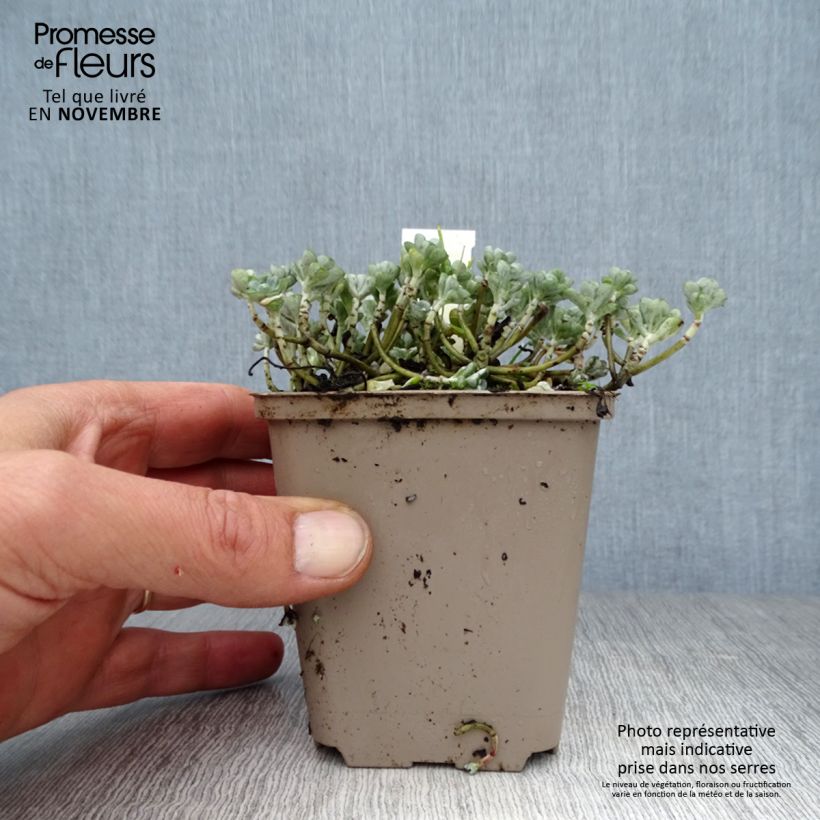 Spécimen de Sedum spathulifolium Cape Blanco - Orpin rampant Godet de 8/9 cm tel que livré en automne