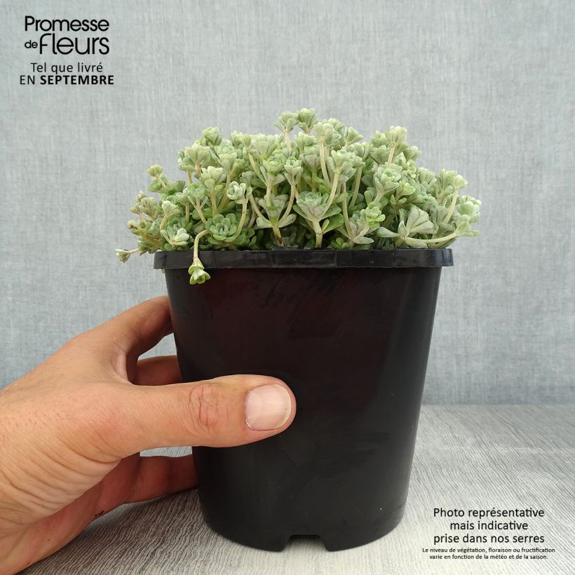 Spécimen de Sedum spathulifolium Cape Blanco - Orpin rampant Pot de 1,5L/2L tel que livré en été