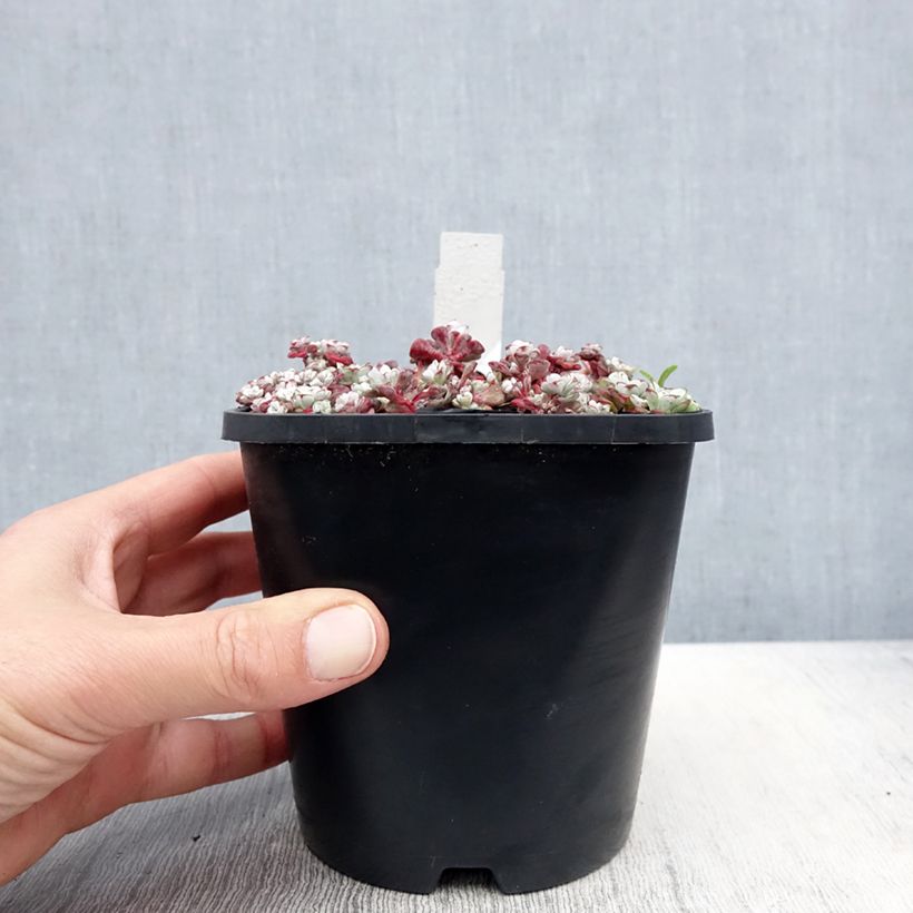 Spécimen de Sedum spathulifolium Cape Blanco - Orpin rampant - Pot de 1.5L/2L tel que livré au printemps