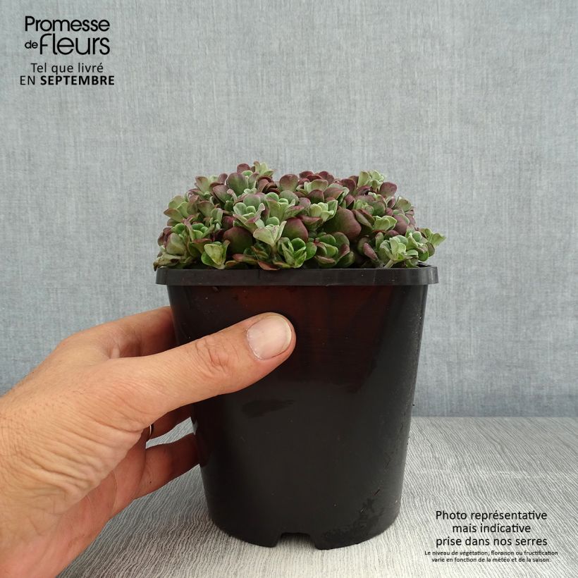 Spécimen de Sedum spathulifolium Purpureum - Orpin Pot de 2L/3L tel que livré en été