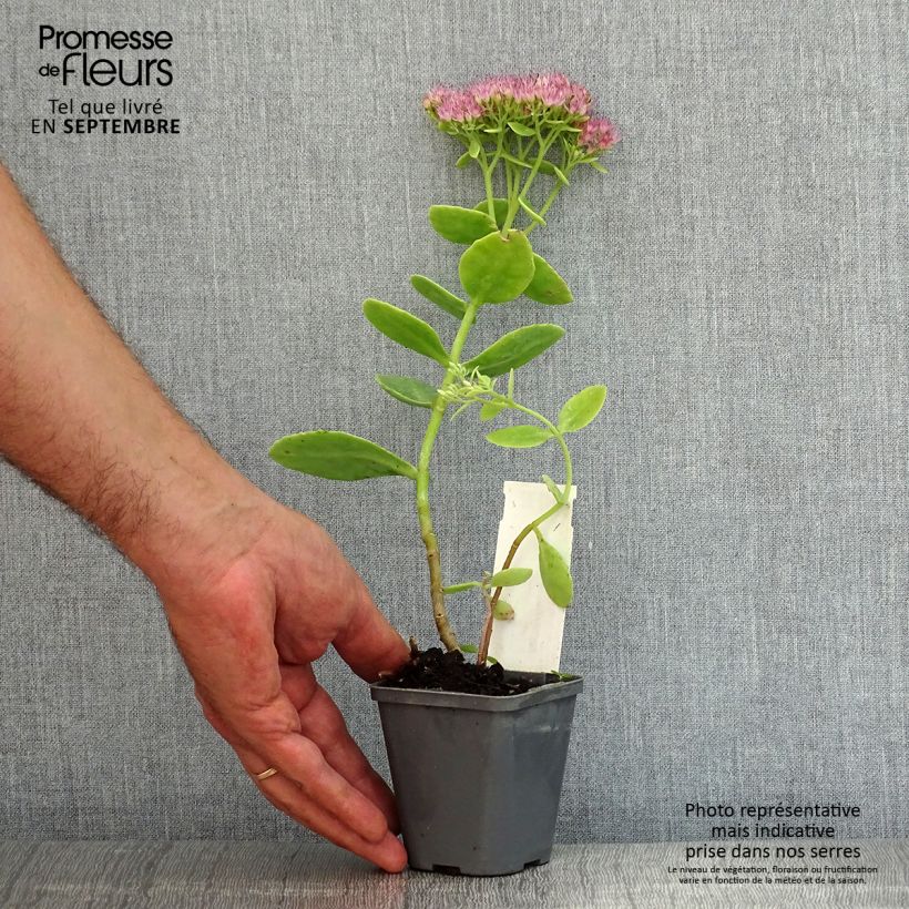 Spécimen de Sedum spectabile Brilliant - Grand Orpin d'automne Godet de 8/9 cm tel que livré en été
