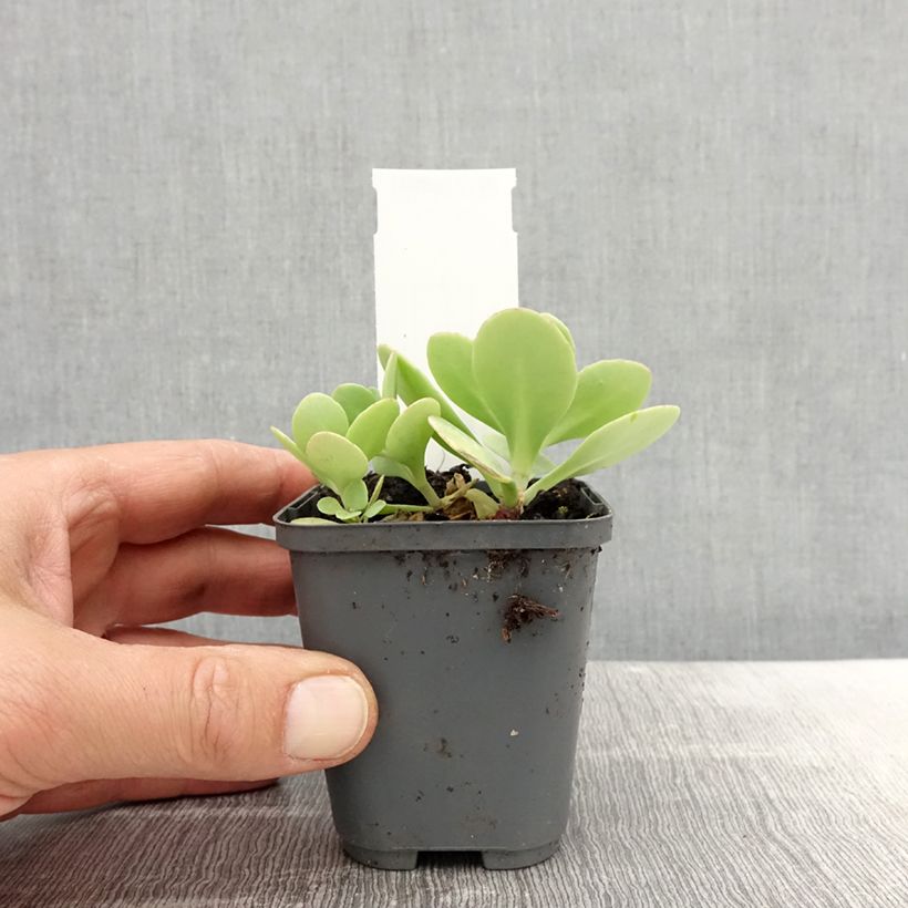 Spécimen de Sedum spectabile Brilliant - Grand Orpin d'automne Godet de 8/9 cm tel que livré au printemps