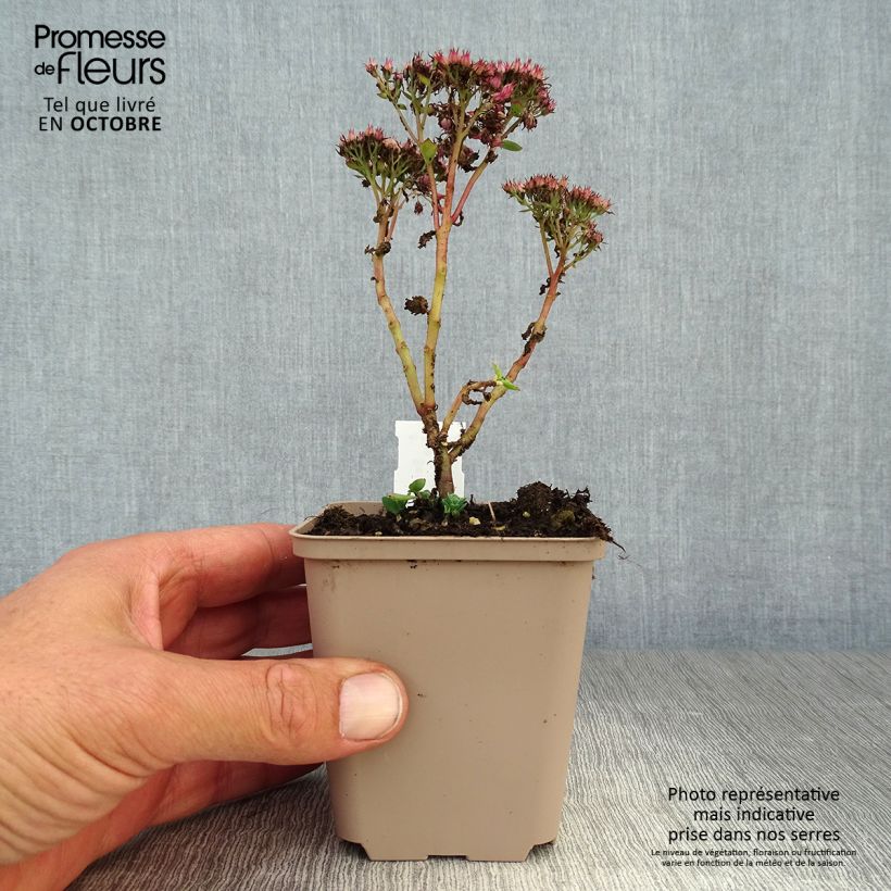Spécimen de Sedum spectabile Septemberglut - Orpin d'automne Godet de 8/9 cm tel que livré en automne