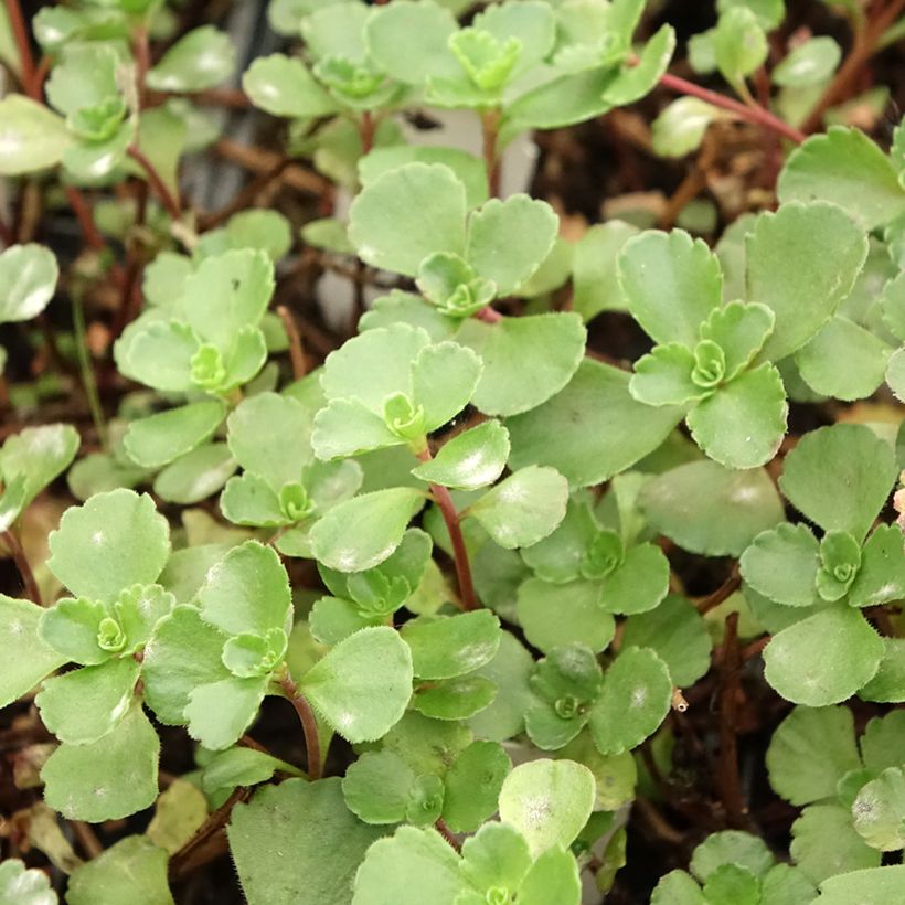 Sedum spurium Dragon Blood (schorbuser blüt) - Orpin (Feuillage)