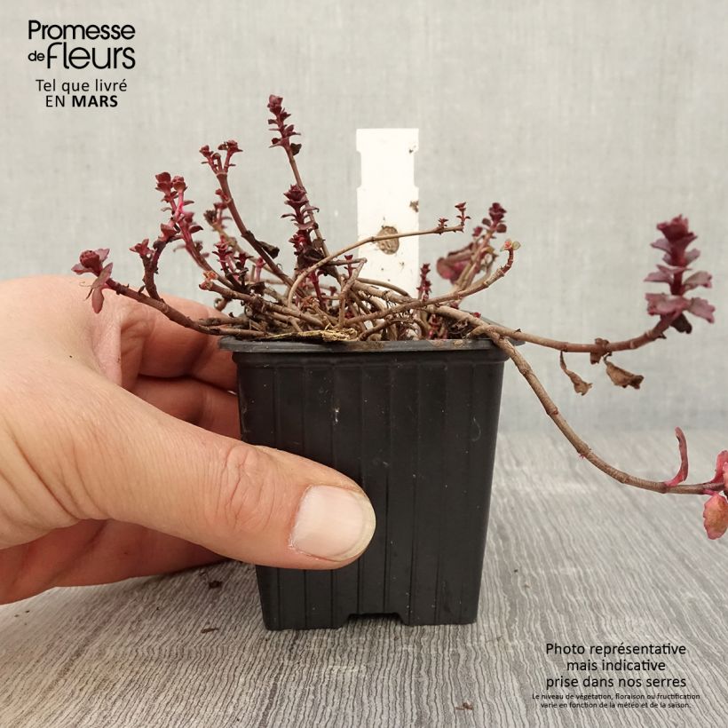 Spécimen de Sedum spurium Woodoo - Orpin Godet de 8/9 cm tel que livré au printemps