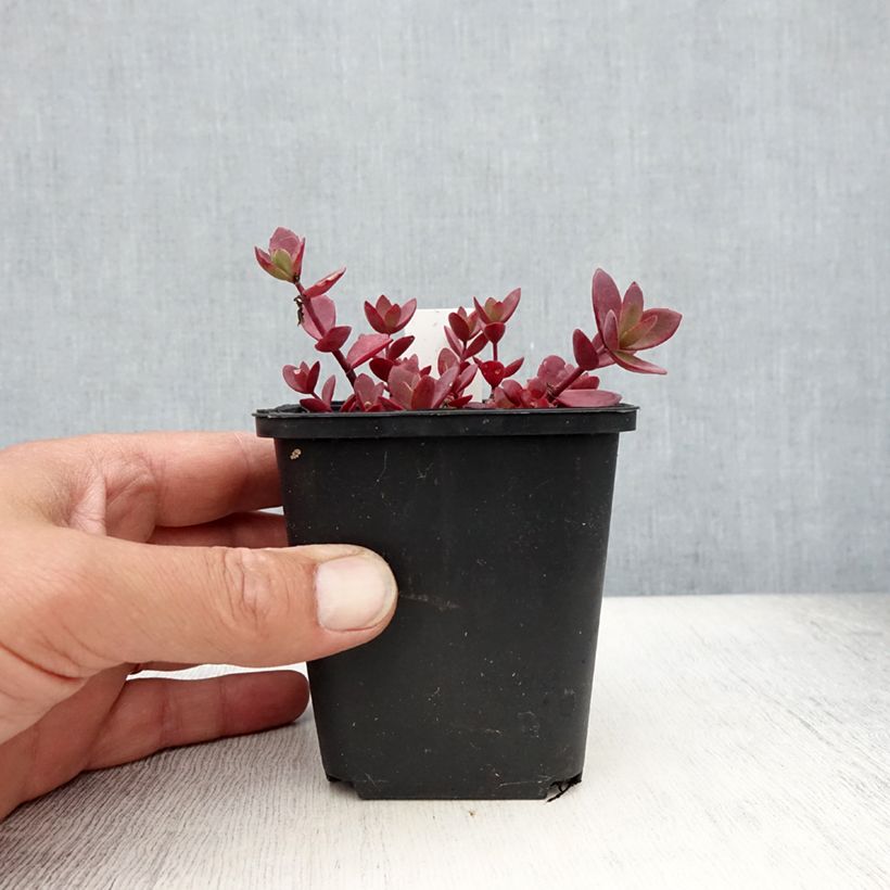 Spécimen de Sedum Sunsparkler Blue Pearl - Orpin Godet de 8/9 cm tel que livré en été