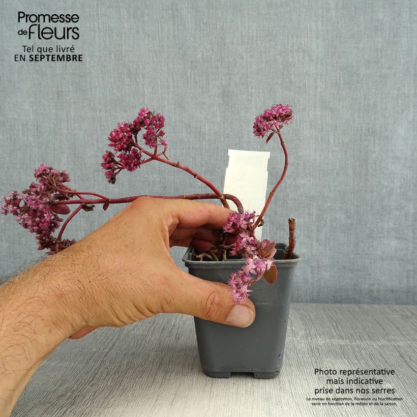 Spécimen de Sedum Sunsparkler Cherry Tart tel que livré en ete