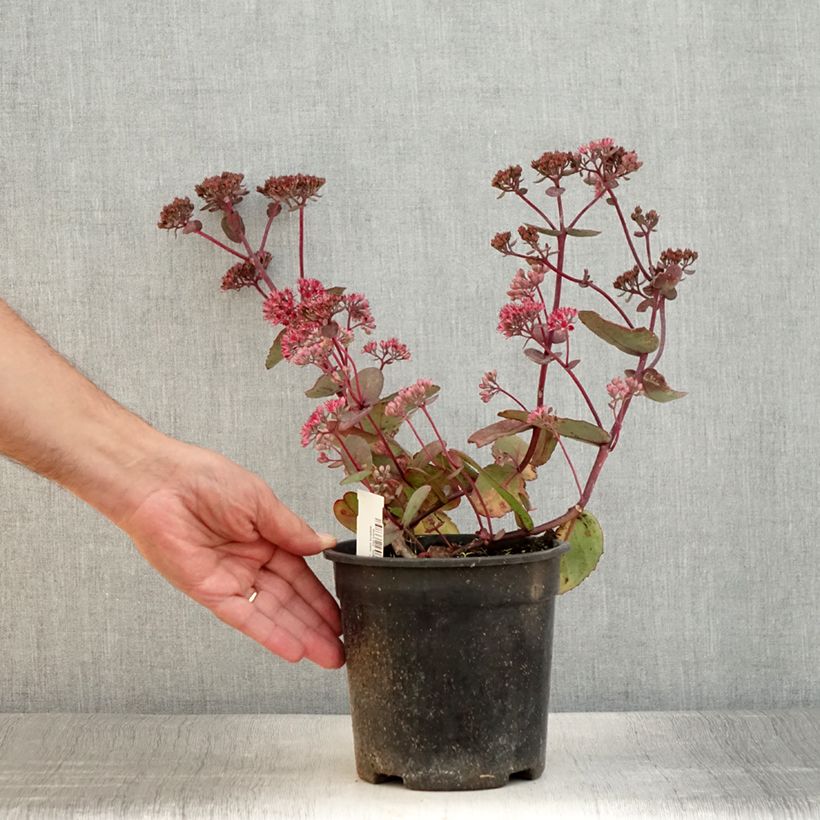 Spécimen de Sedum Sunsparkler Dream Dazzler - Orpin hybride - Pot de 2L/3L tel que livré en été