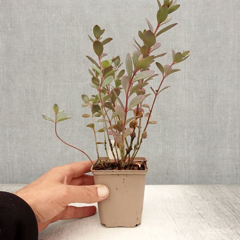 Spécimen de Sedum SUNSPARKLER® Plum Dazzled - Orpin Godet de 8/9 cm tel que livré en été