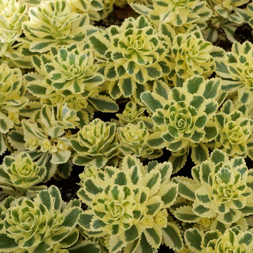 Sedum takesimense Atlantis - Orpin panaché  (Feuillage)