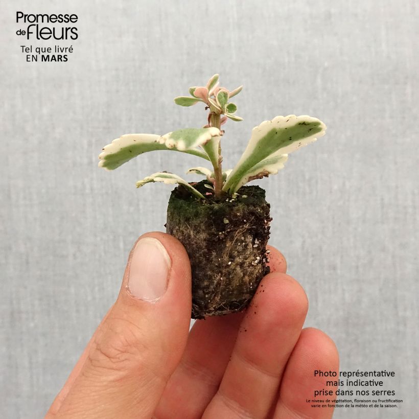 Spécimen de Sedum takesimense Atlantis - Orpin panaché  - Mini-motte Ø 3/4 cm tel que livré au printemps