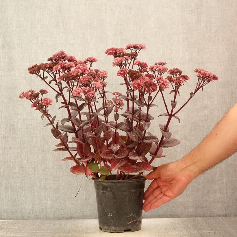 Spécimen de Sedum telephium Bon Bon - Orpin - Pot de 2L/3L tel que livré en été