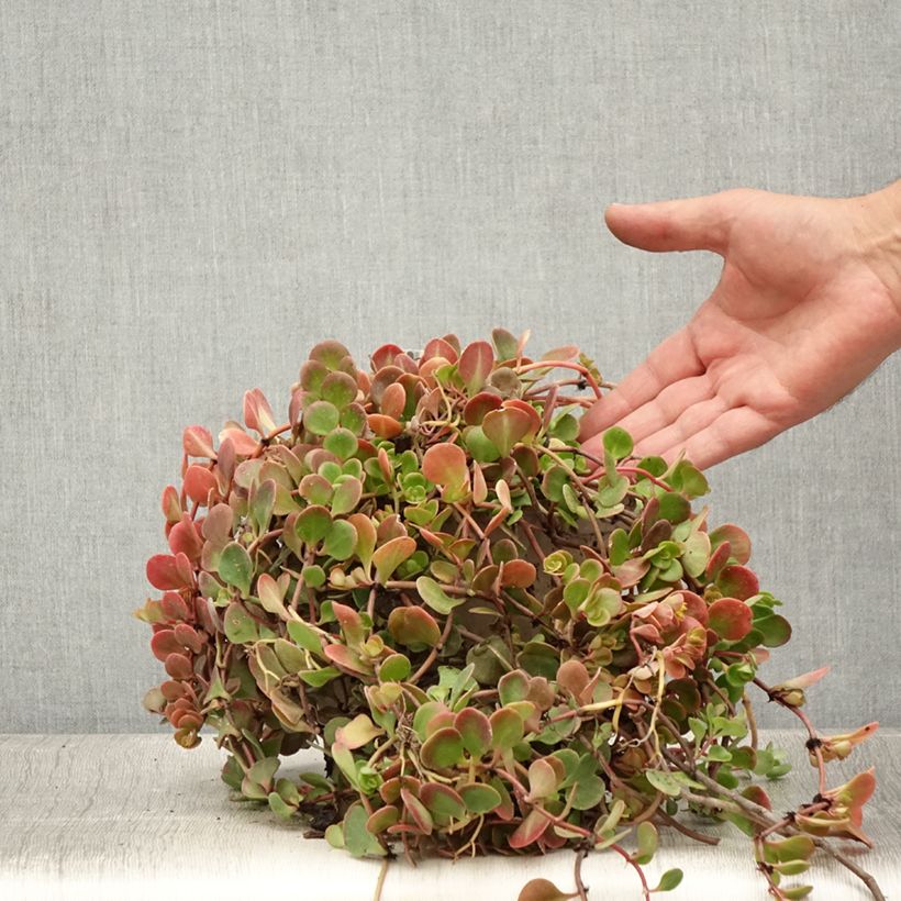 Spécimen de Sedum tetractinum Coral Reef - Orpin Pot de 2L/3L tel que livré en été