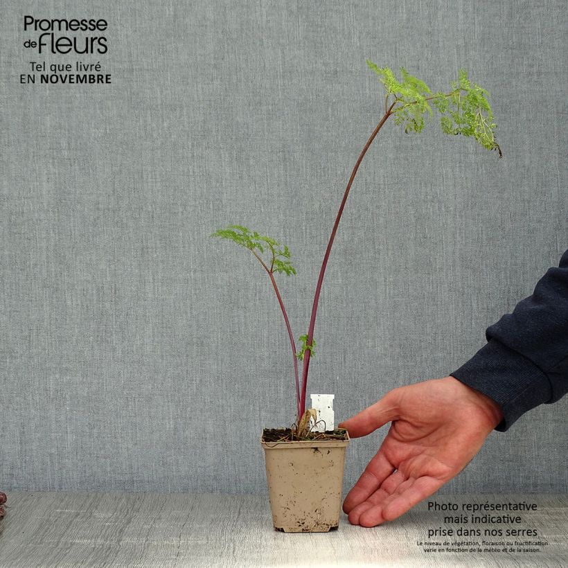 Spécimen de Selinum wallichianum Godet de 8/9 cm tel que livré en automne