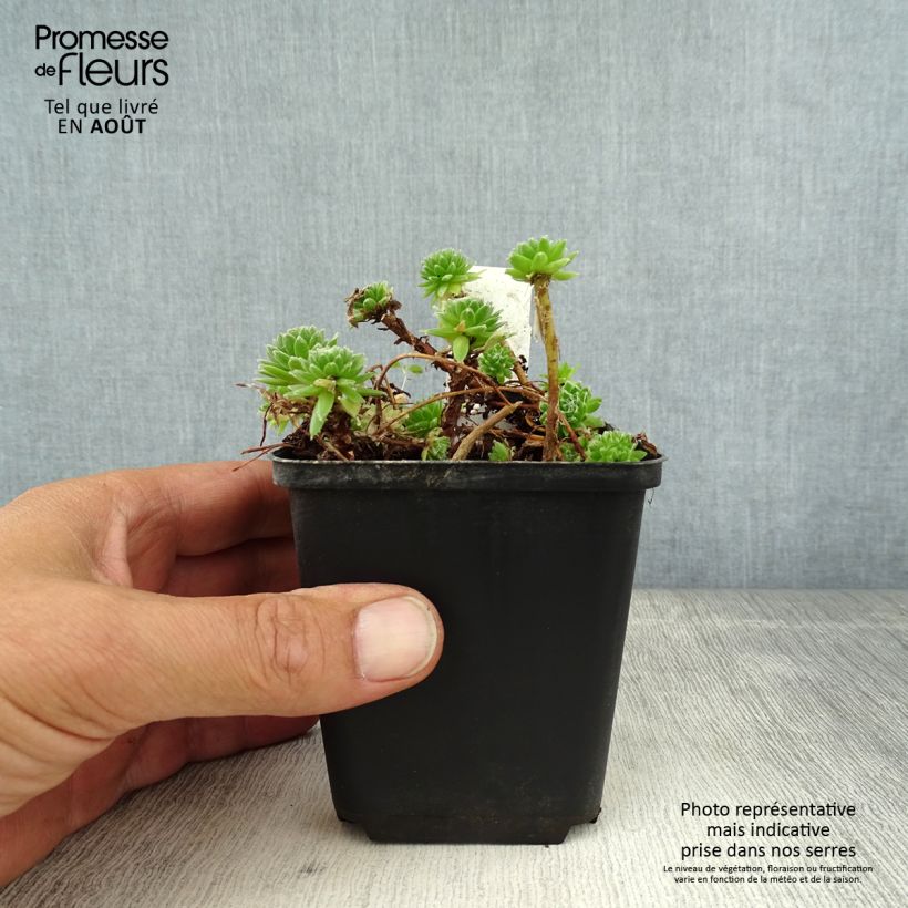 Spécimen de Sempervivum arachnoideum - Joubarbe à toile d'araignée Godet de 8/9 cm tel que livré en été