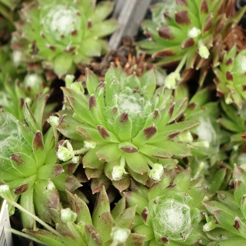 Sempervivum arachnoideum - Joubarbe à toile d'araignée (Feuillage)