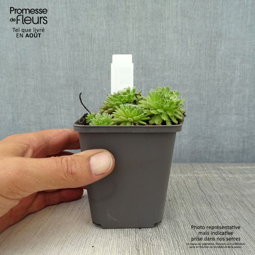 Spécimen de Sempervivum arachnoideum Rubrum Godet de 8/9 cm tel que livré en été