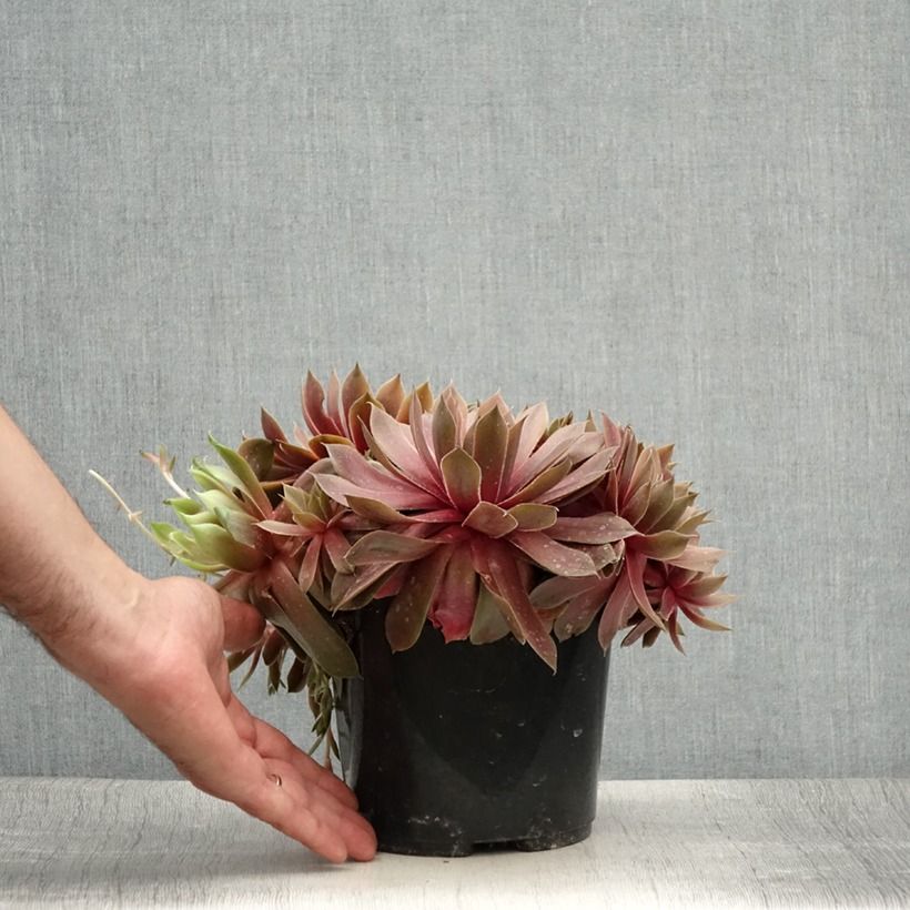 Spécimen de Sempervivum (BigSam series) Ruby Star - Joubarbe Pot de 3L/4L tel que livré en été