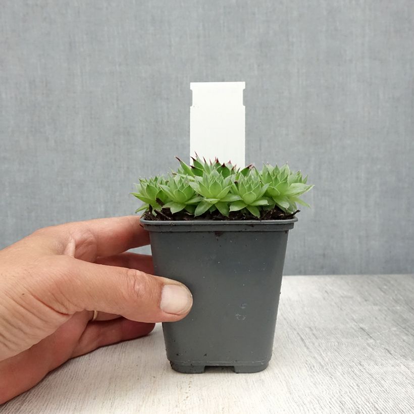 Spécimen de Sempervivum calcareum - Joubarbe du calcaire Godet de 8/9 cm tel que livré en été