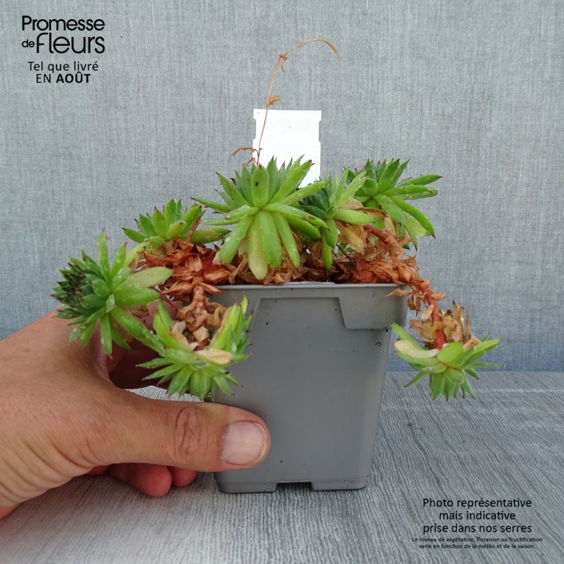 Spécimen de Sempervivum Chick Charms Appletini - Joubarbe Pot de 10 cm/11cm tel que livré en été