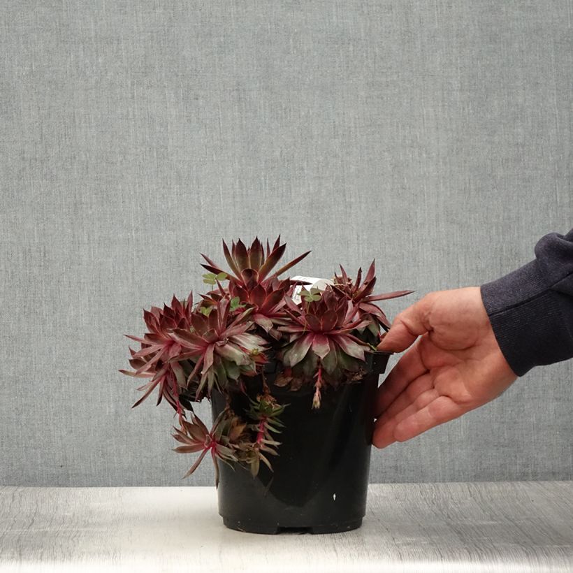 Spécimen de Sempervivum Chick Charms Butterscotch Baby - Joubarbe - Pot de 3L/4L tel que livré en été