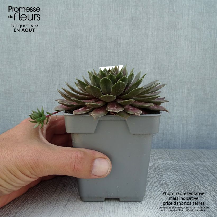 Spécimen de Sempervivum Chick Charms Cosmic Candy - Joubarbe bordeaux au cœur cotonneux Pot de 10 cm/11cm tel que livré en été