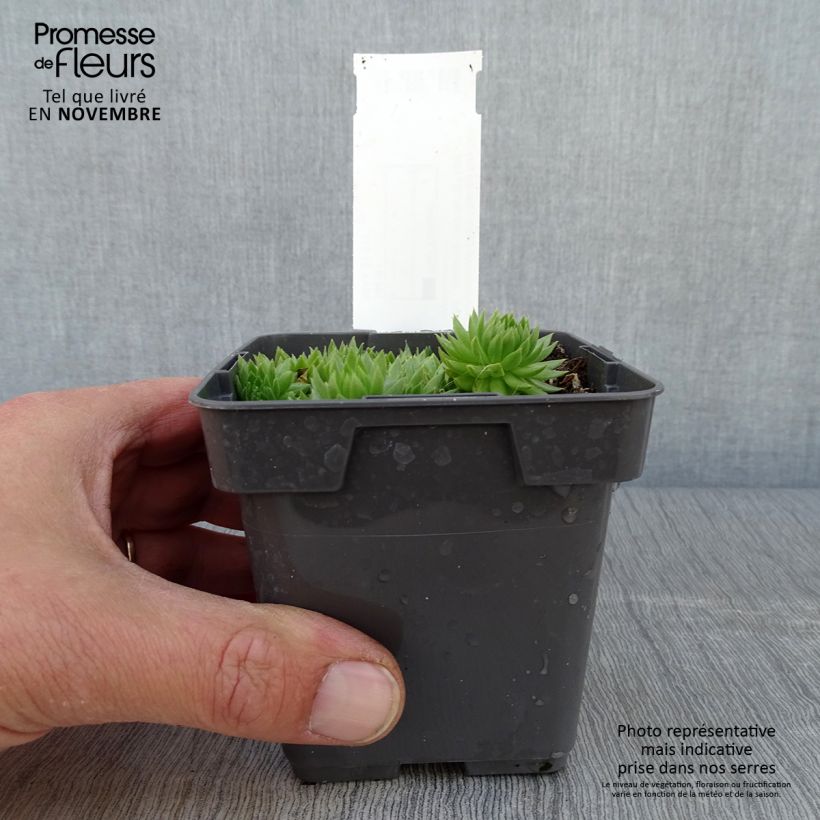Spécimen de Sempervivum Chick Charms Key Lime Kiss - Joubarbe tel que livré en automne