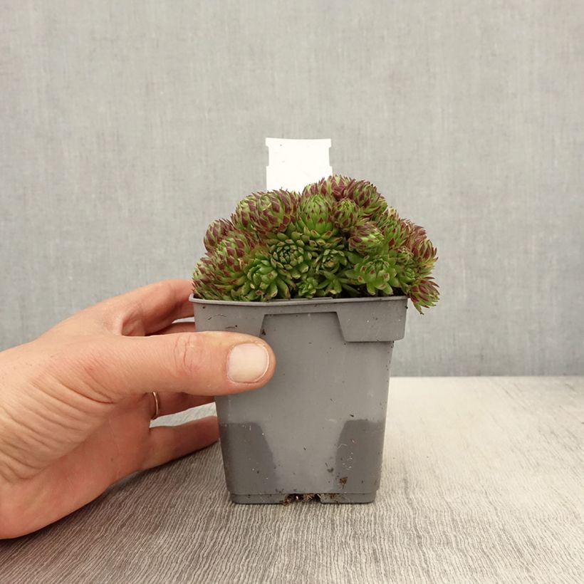 Spécimen de Sempervivum Chick Charms Key Lime Kiss - Joubarbe - pot de 10/11cm tel que livré au printemps