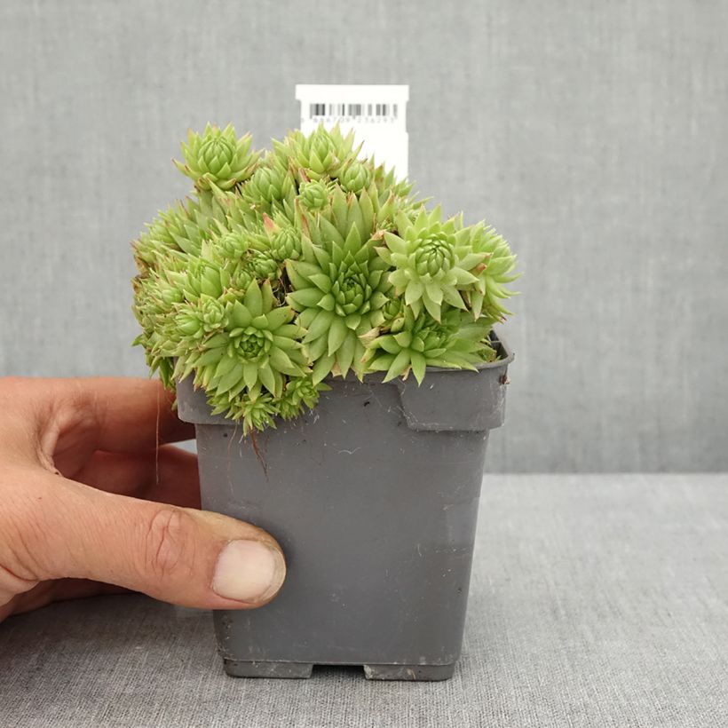 Spécimen de Sempervivum Chick Charms Key Lime Kiss - Joubarbe Pot de 10 cm/11cm tel que livré en été
