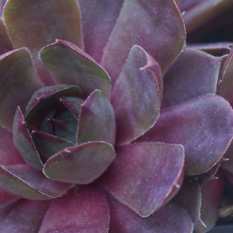 Sempervivum Chick Charms Plum Perfect  - Joubarbe (Feuillage)