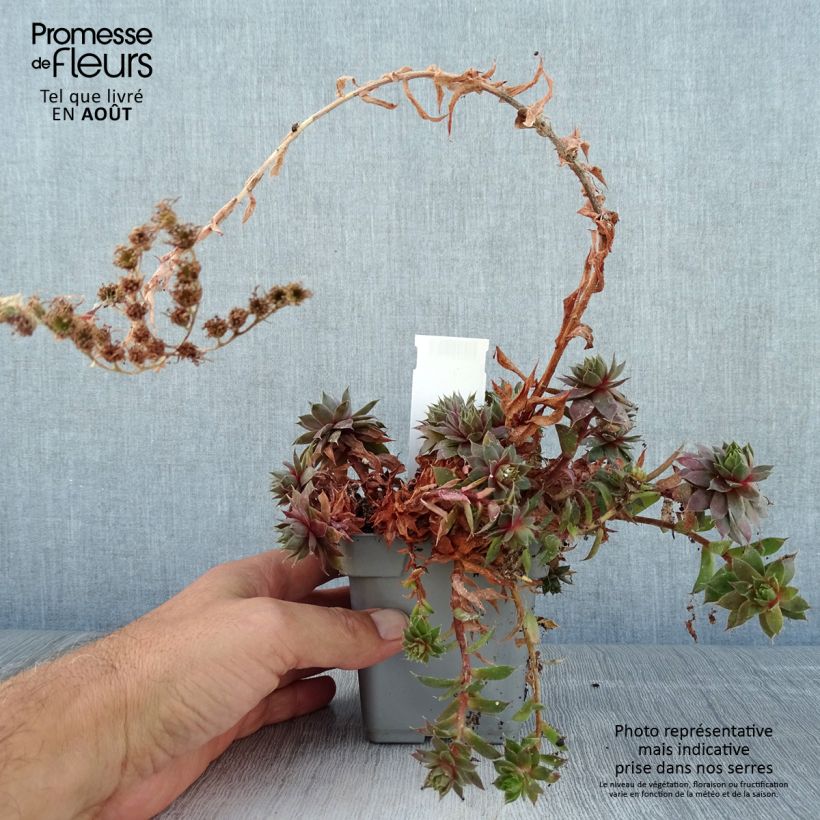 Spécimen de Sempervivum Chick Charms Plum Perfect  - Joubarbe Pot de 10 cm/11cm tel que livré en été