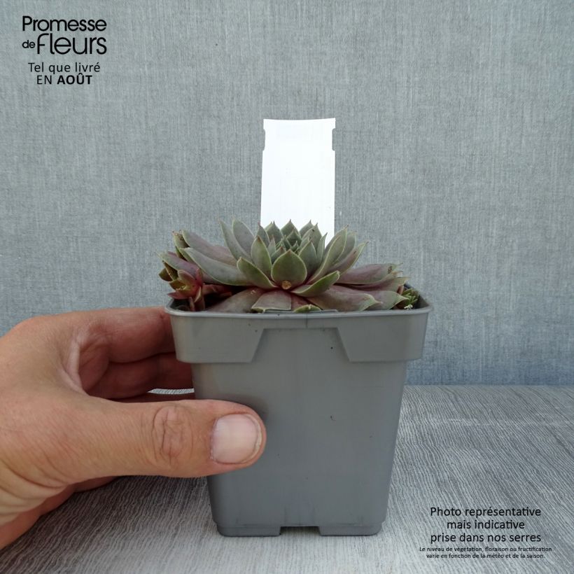 Spécimen de Sempervivum Chick Charms ® Berry Blues - Joubarbe bleue violacée Pot de 10 cm/11cm tel que livré en été